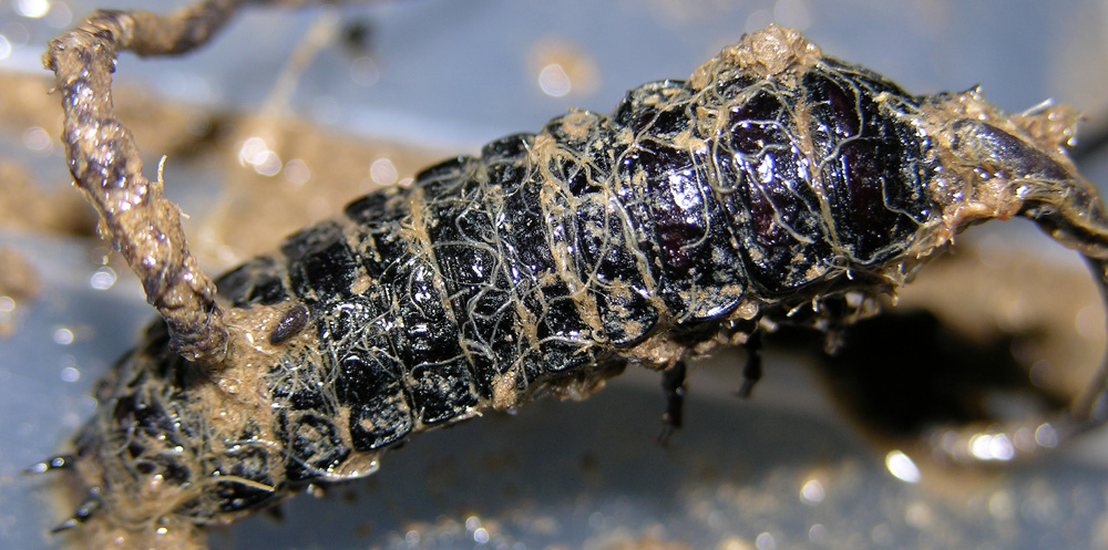 Ophiocordyceps entomorrhiza (Dicks.) G.H. Sung, J.M. Sung, H